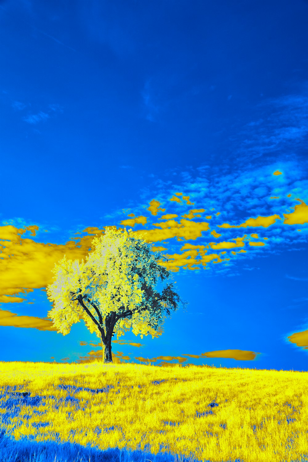 a lone tree in a yellow field under a blue sky