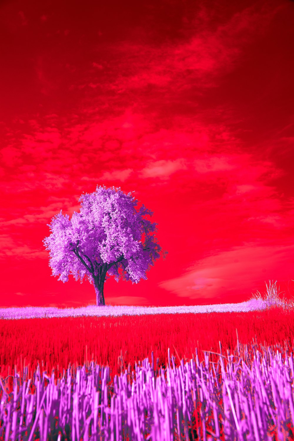 a tree in a field with a red sky in the background