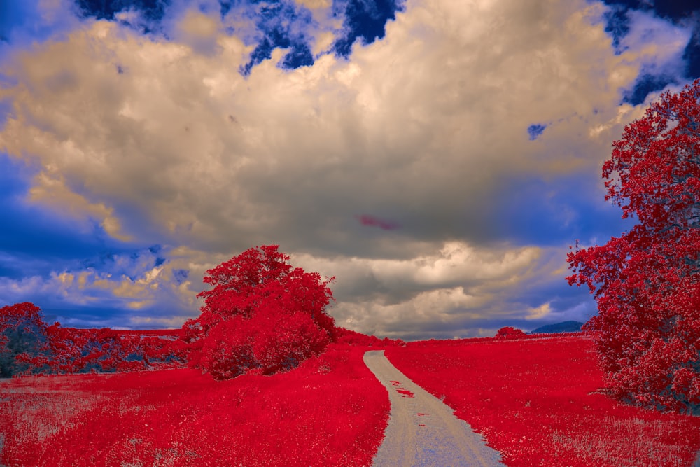 a red field with a white road going through it