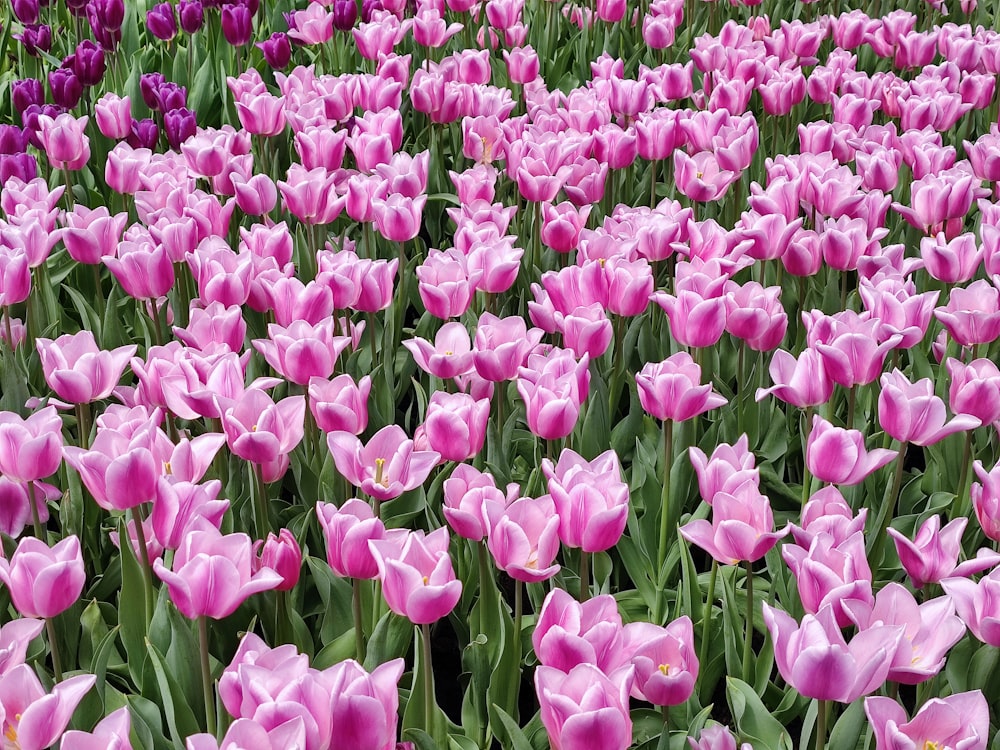 Un campo lleno de tulipanes rosas y morados