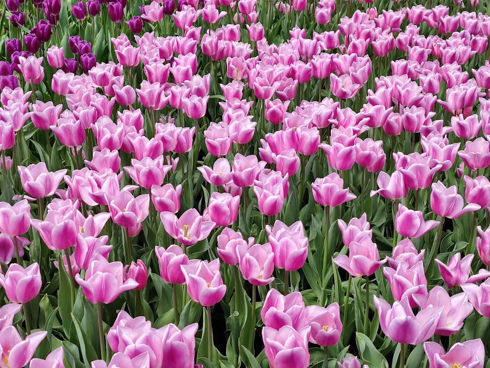 a field full of pink and purple tulips