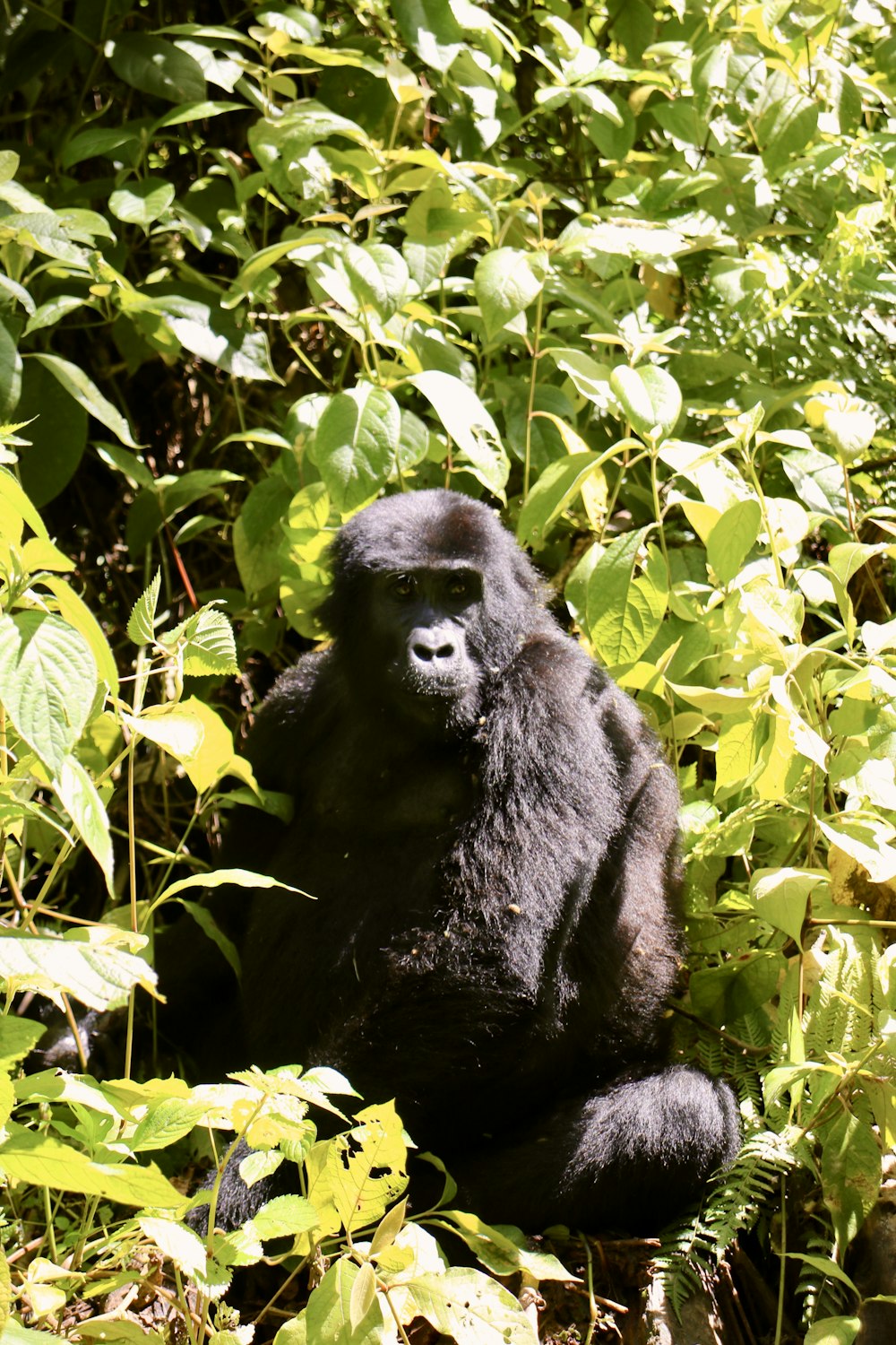a black gorilla sitting in the middle of a lush green forest