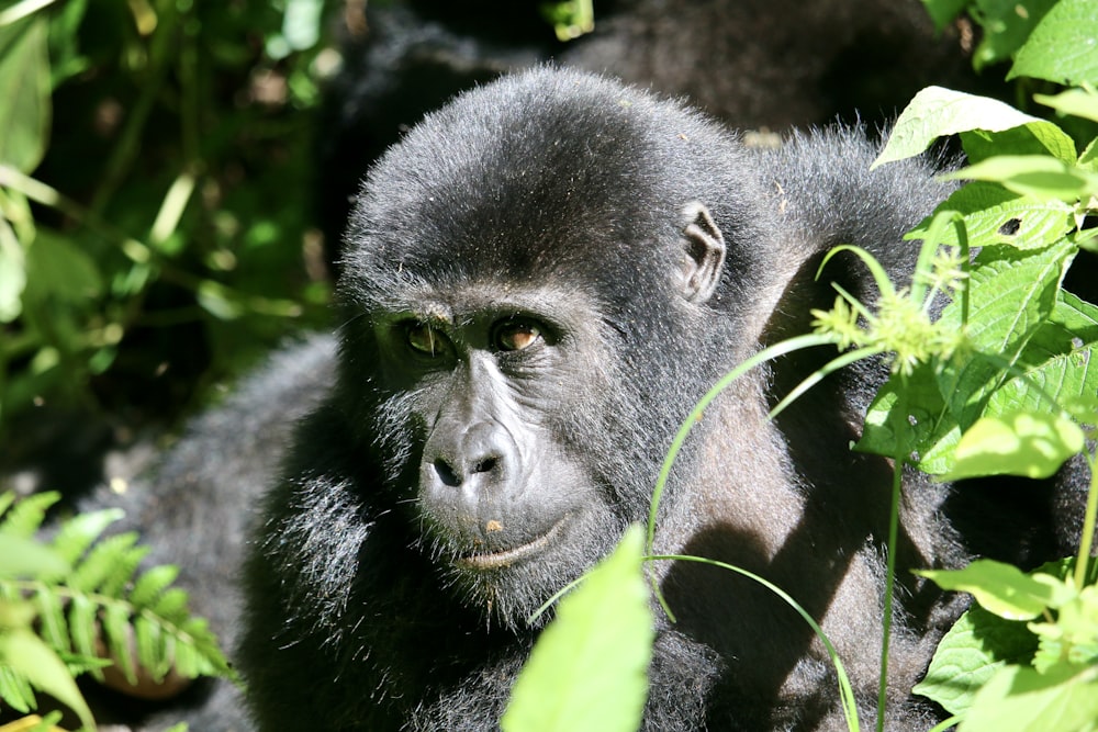 a close up of a monkey in a tree