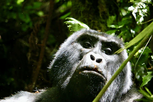 Gorilla trekking through forest
