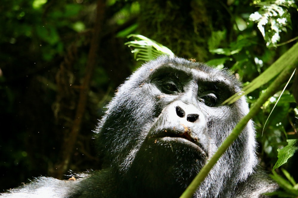 a close up of a gorilla in a forest