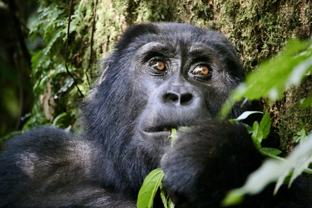 a close up of a gorilla with a tree in the background