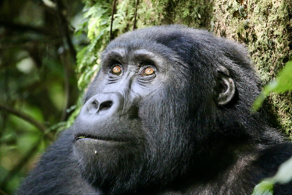 Eine Nahaufnahme eines Gorillas in der Nähe eines Baumes