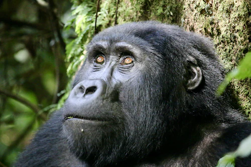 Gorilla family group