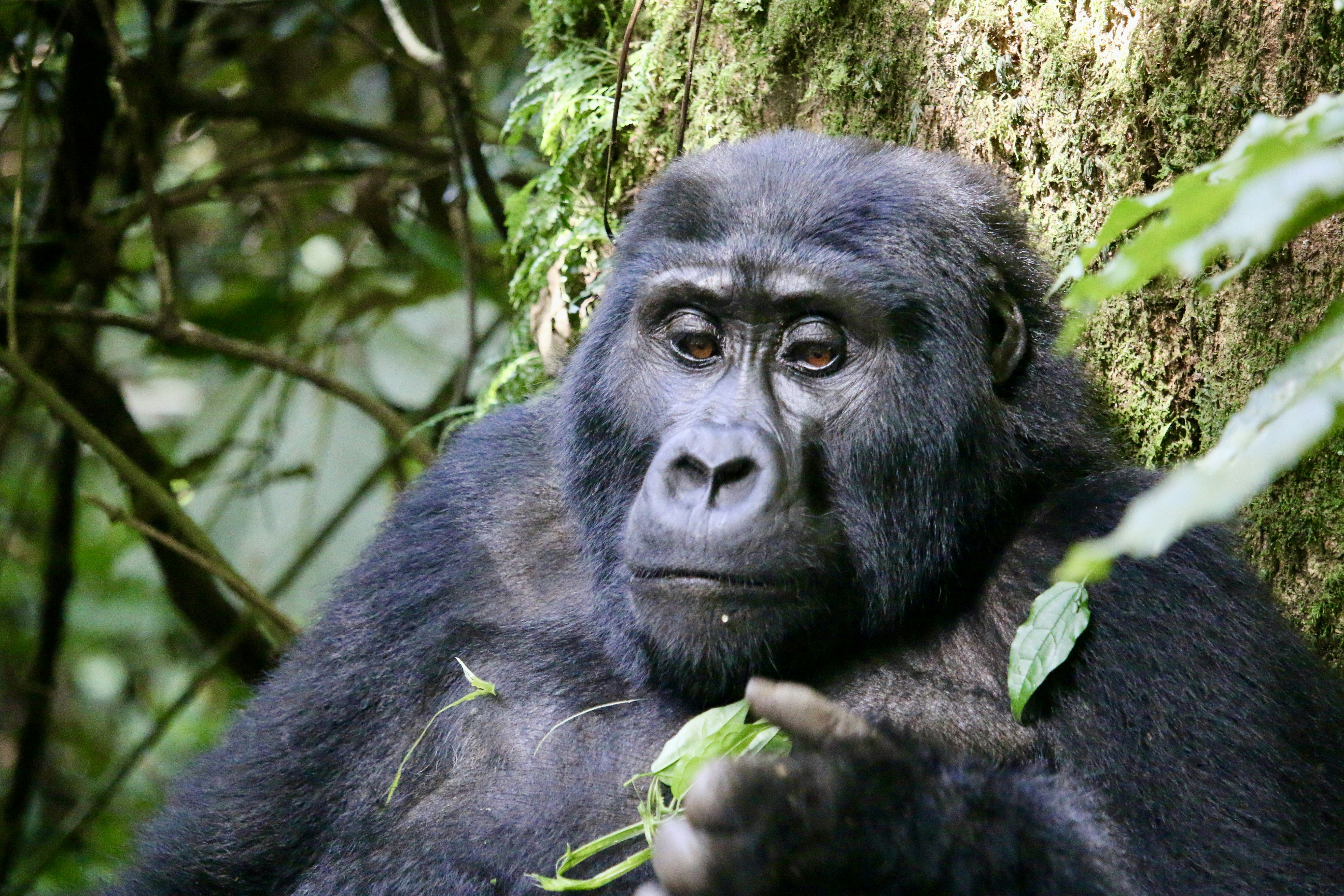 An endangered Mountain Gorilla in Bwindi Impenetrable Forest, Uganda.