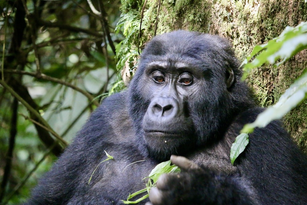 a close up of a gorilla eating leaves