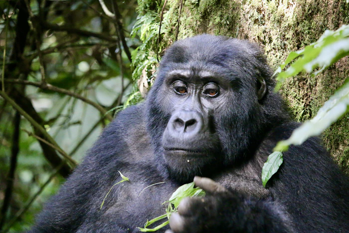 Silverback gorilla in Bwindi forest