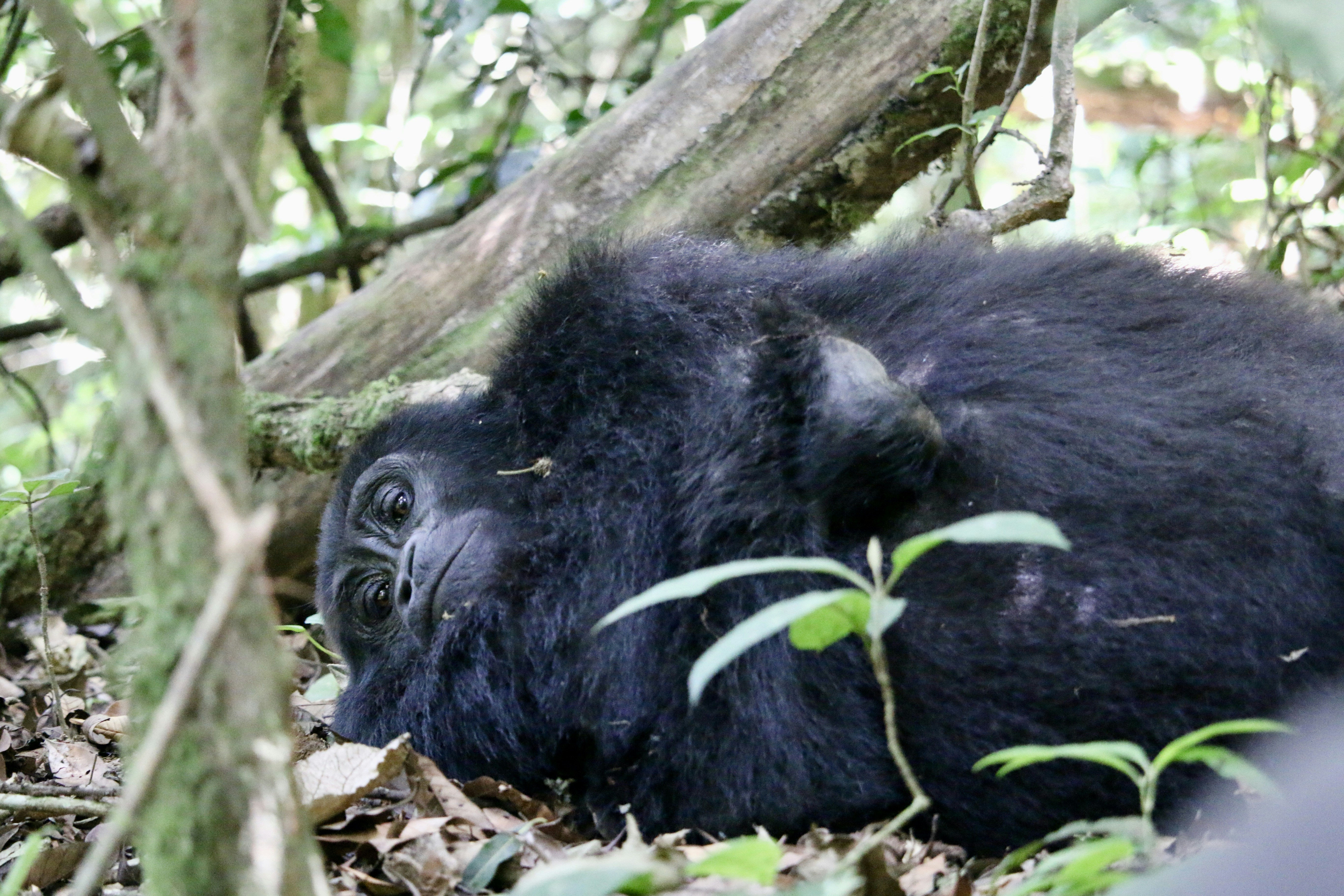 a black gorilla laying in the middle of a forest in Uganda