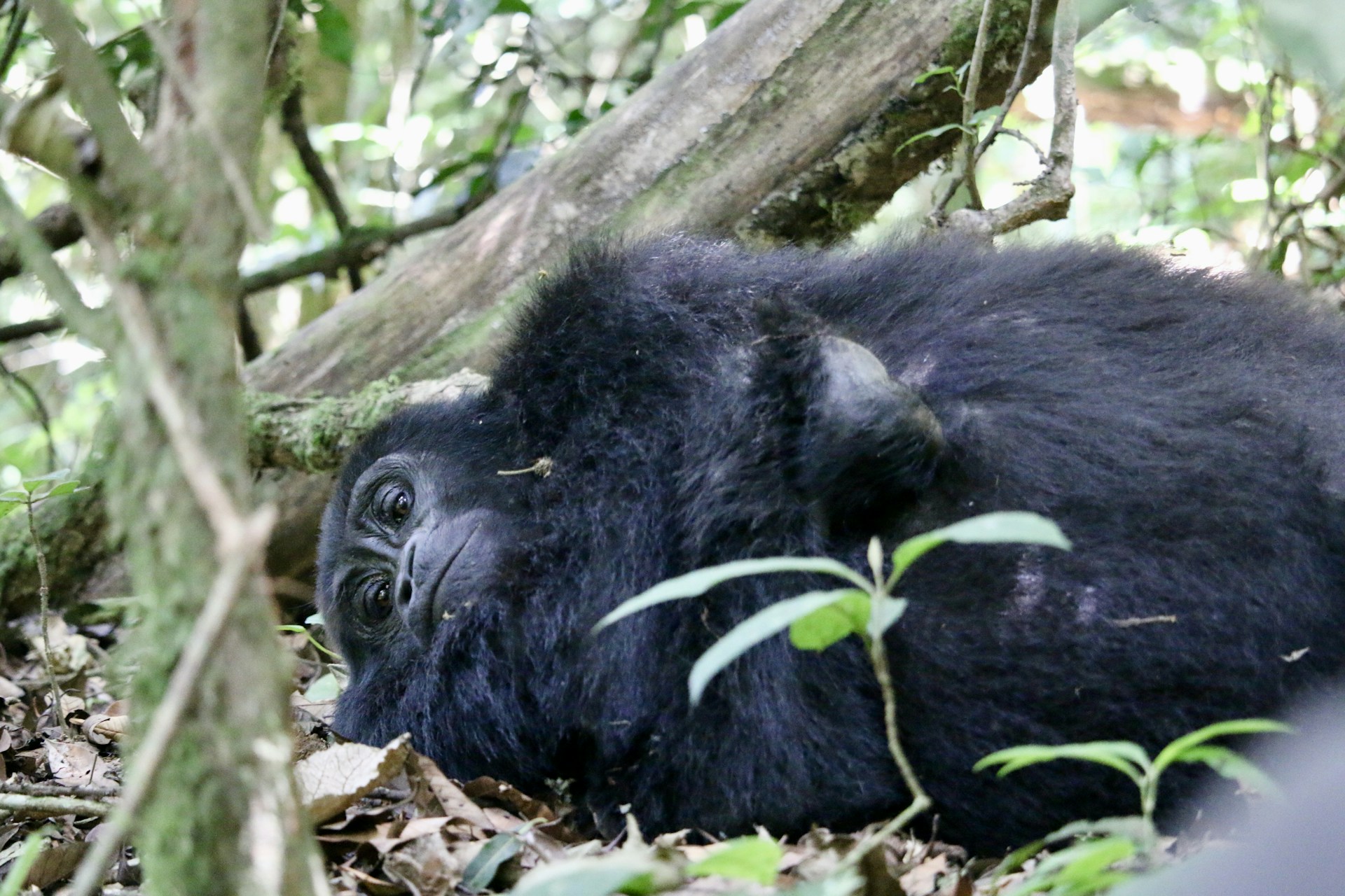 Gorilla Trekking in Bwindi