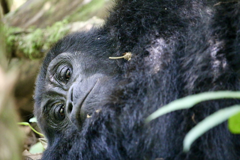 a close up of a gorilla face in a forest
