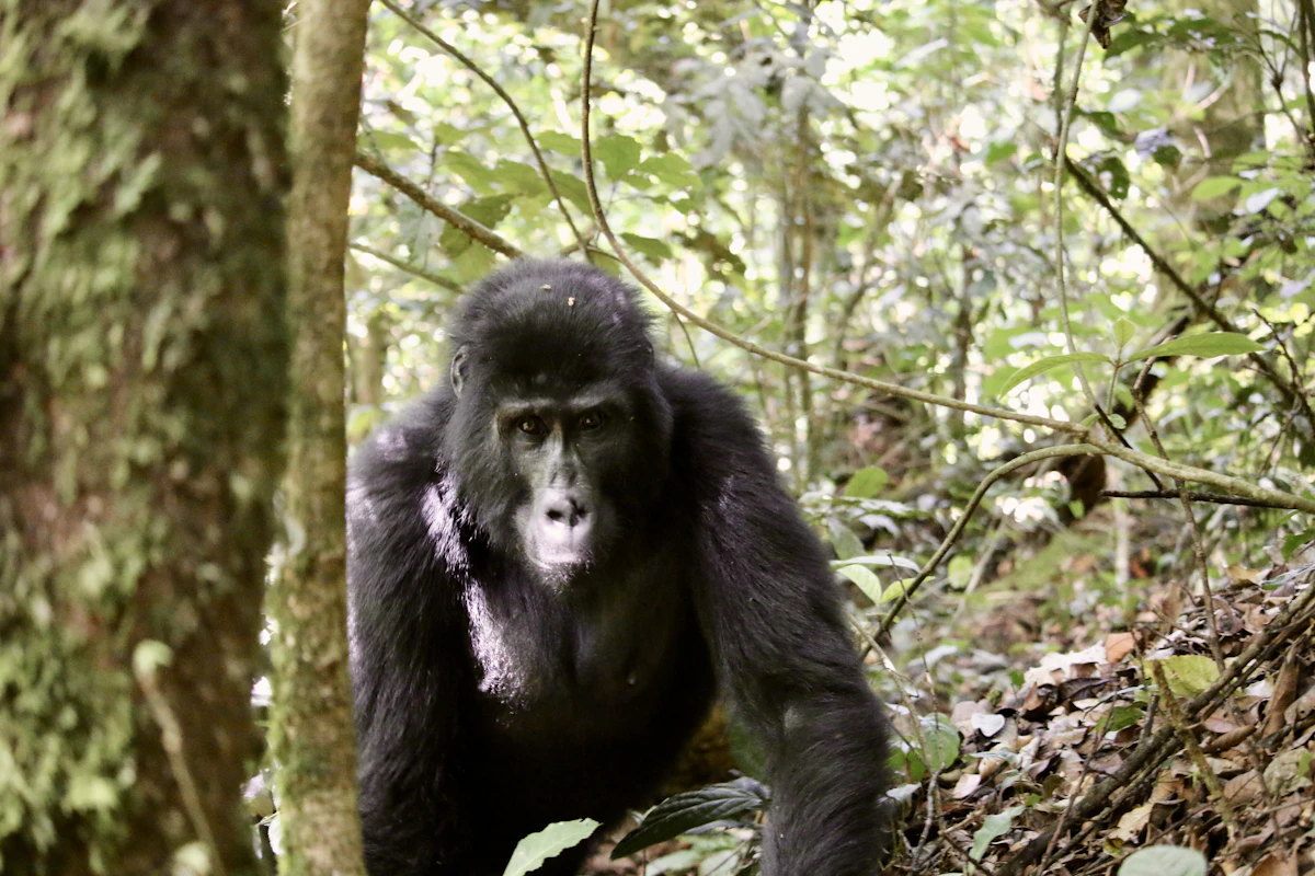 An endangered mountain gorilla standing in the forest of Bwindi Impenetrable National Park, Uganda