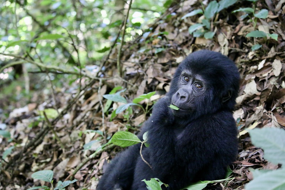 a black gorilla sitting on top of a pile of leaves