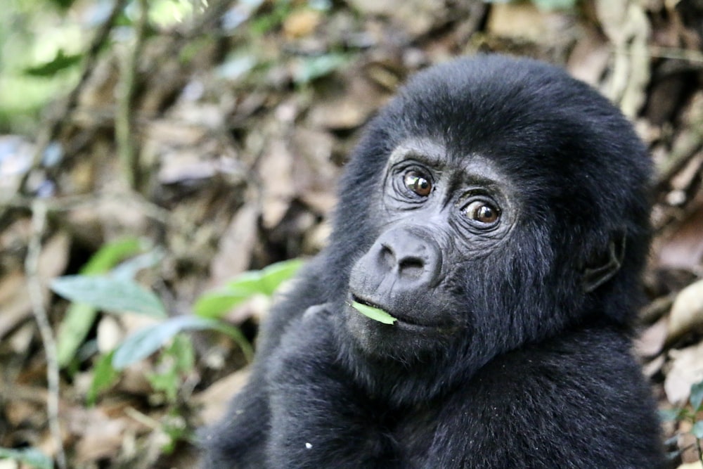 Ein schwarzer Gorilla sitzt auf einem Haufen Blätter