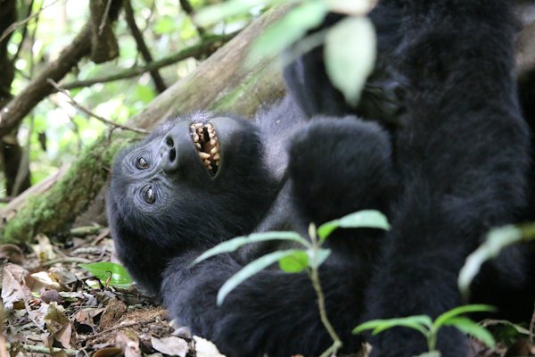 A baby gorilla laying on its back in the forest — Bwindi, Uganda