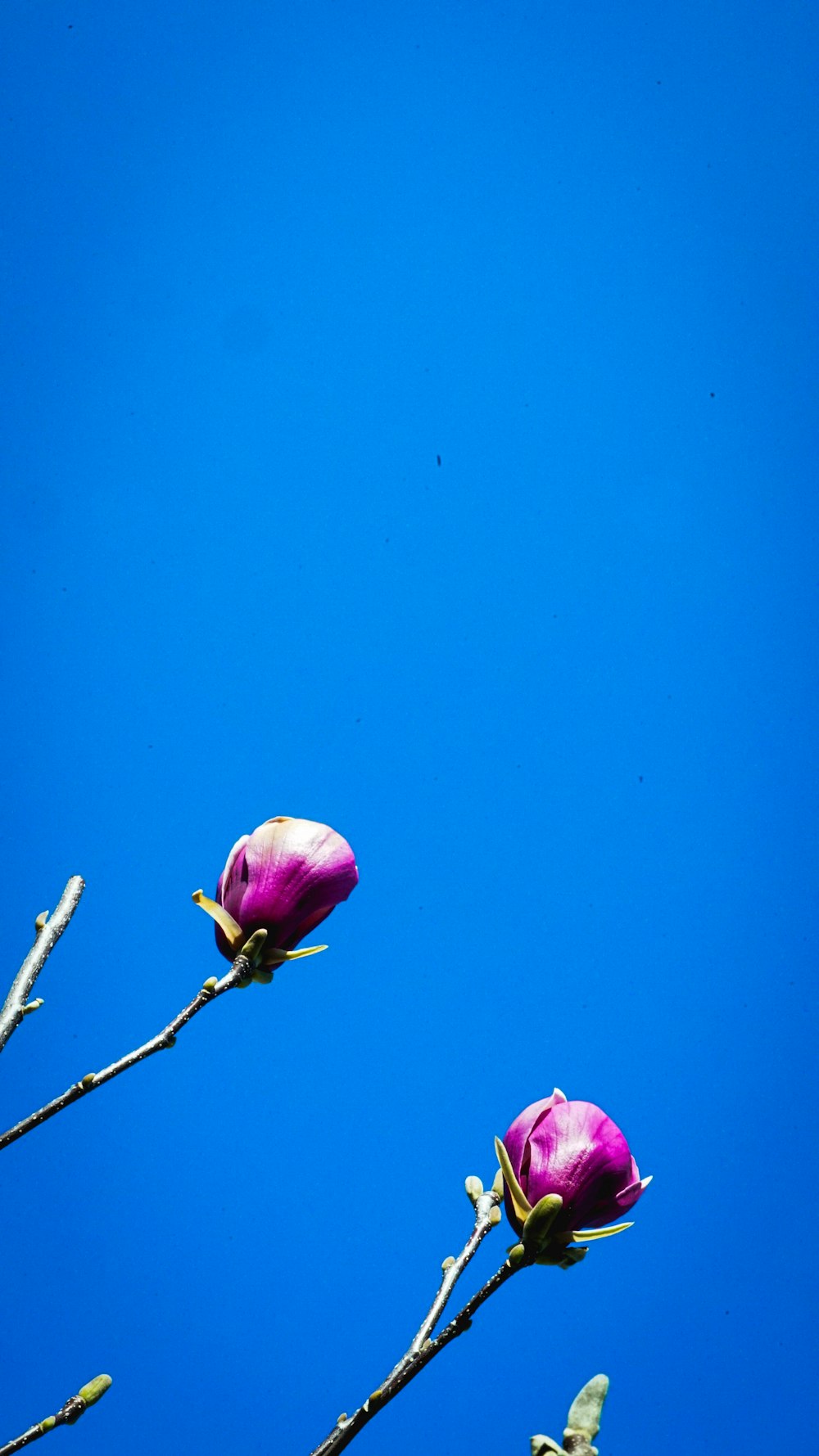 a couple of pink flowers sitting on top of a tree