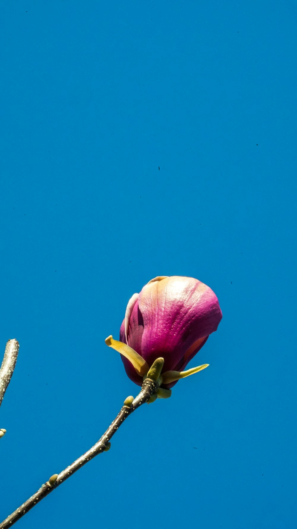 a single pink flower on a twig against a blue sky