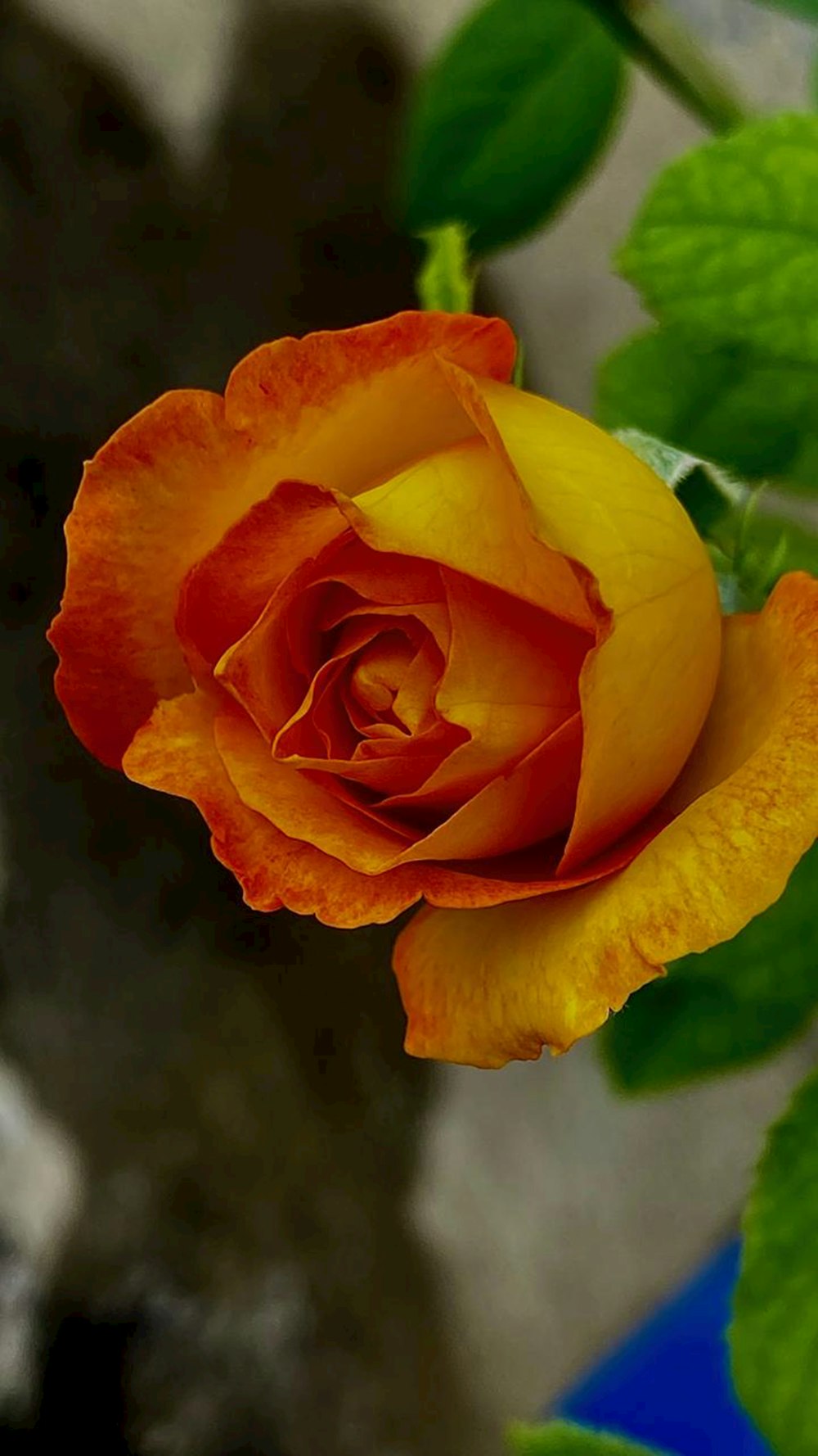 a yellow and red rose with green leaves