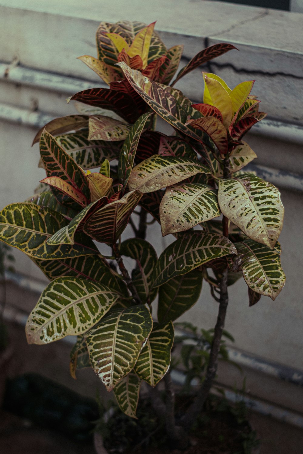 a potted plant with yellow and green leaves