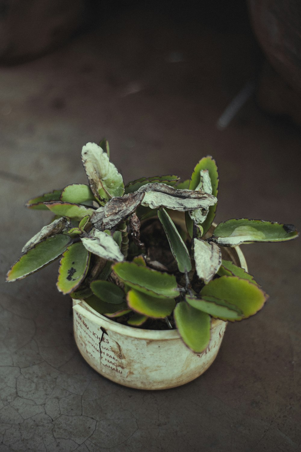 a small potted plant with green leaves