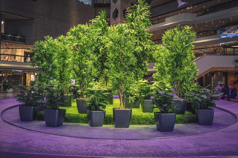 a group of potted trees in a circular area