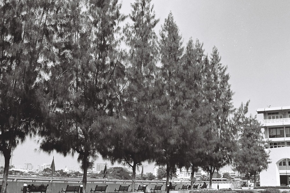 a black and white photo of a park with benches and trees