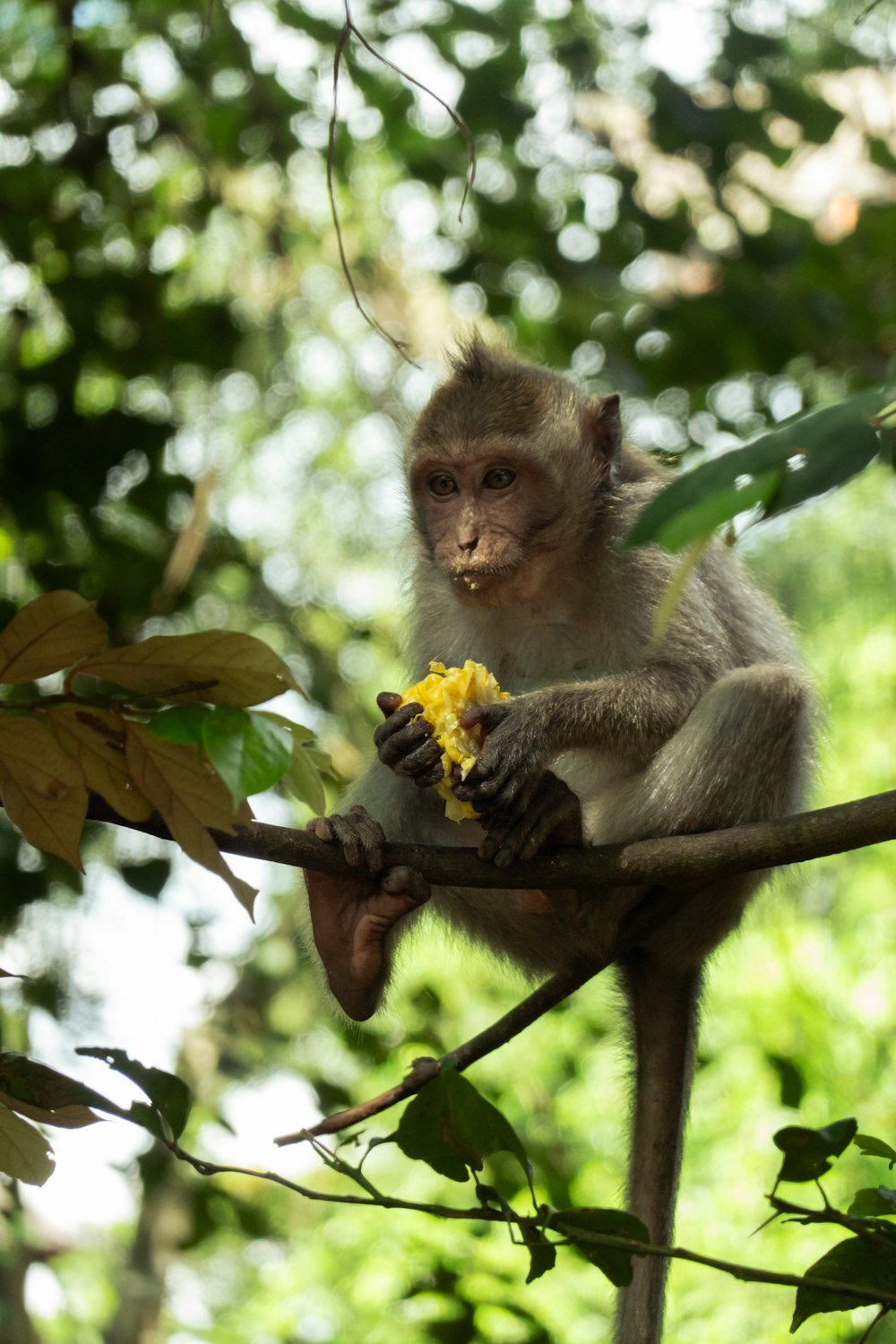 un singe assis sur une branche d’arbre mangeant une banane