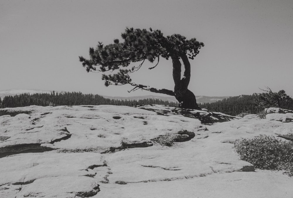a black and white photo of a tree on top of a mountain