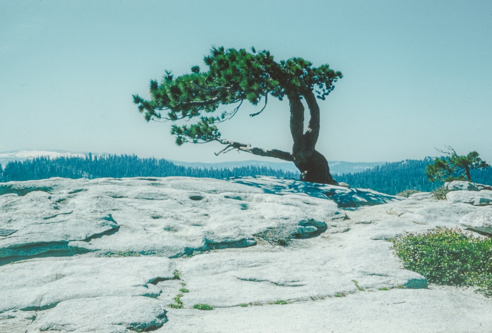 a lone pine tree on a rocky outcropping