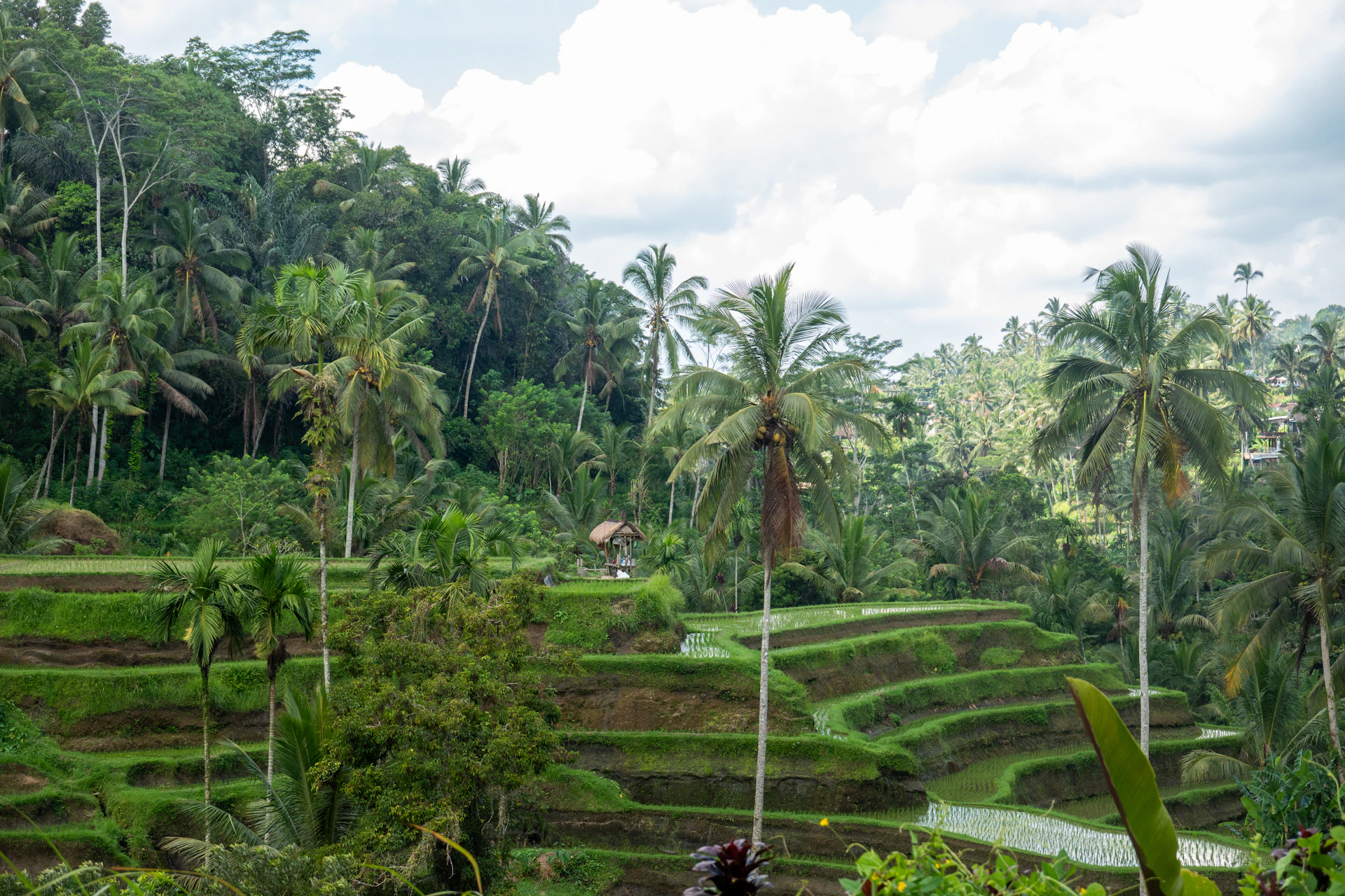 a lush green hillside covered in palm trees