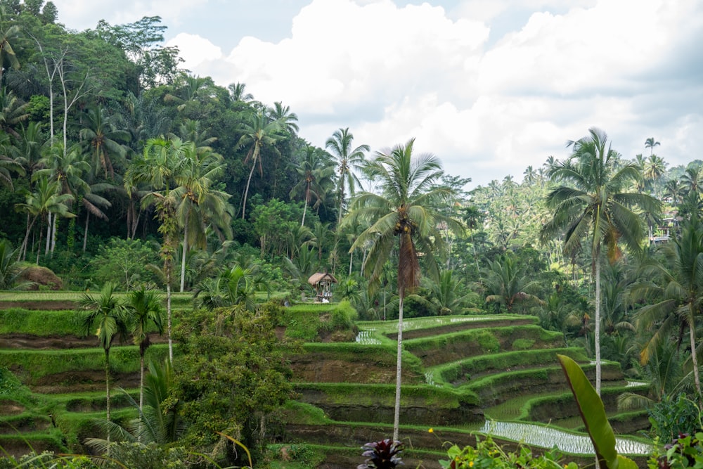 a lush green hillside covered in palm trees