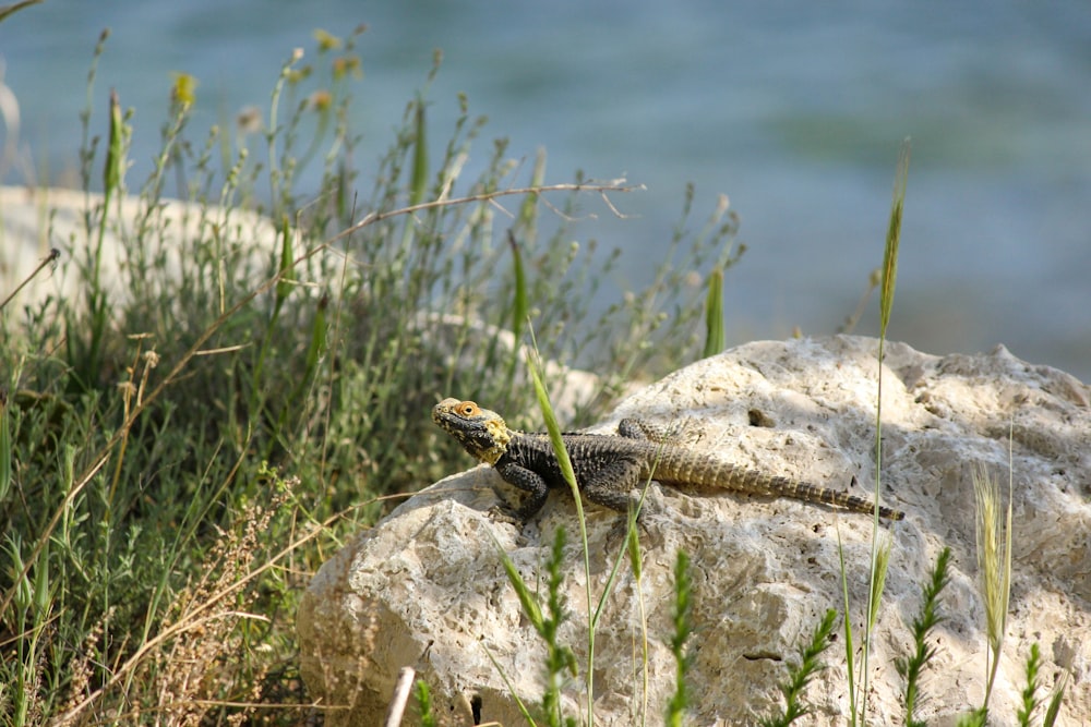 a lizard that is sitting on a rock