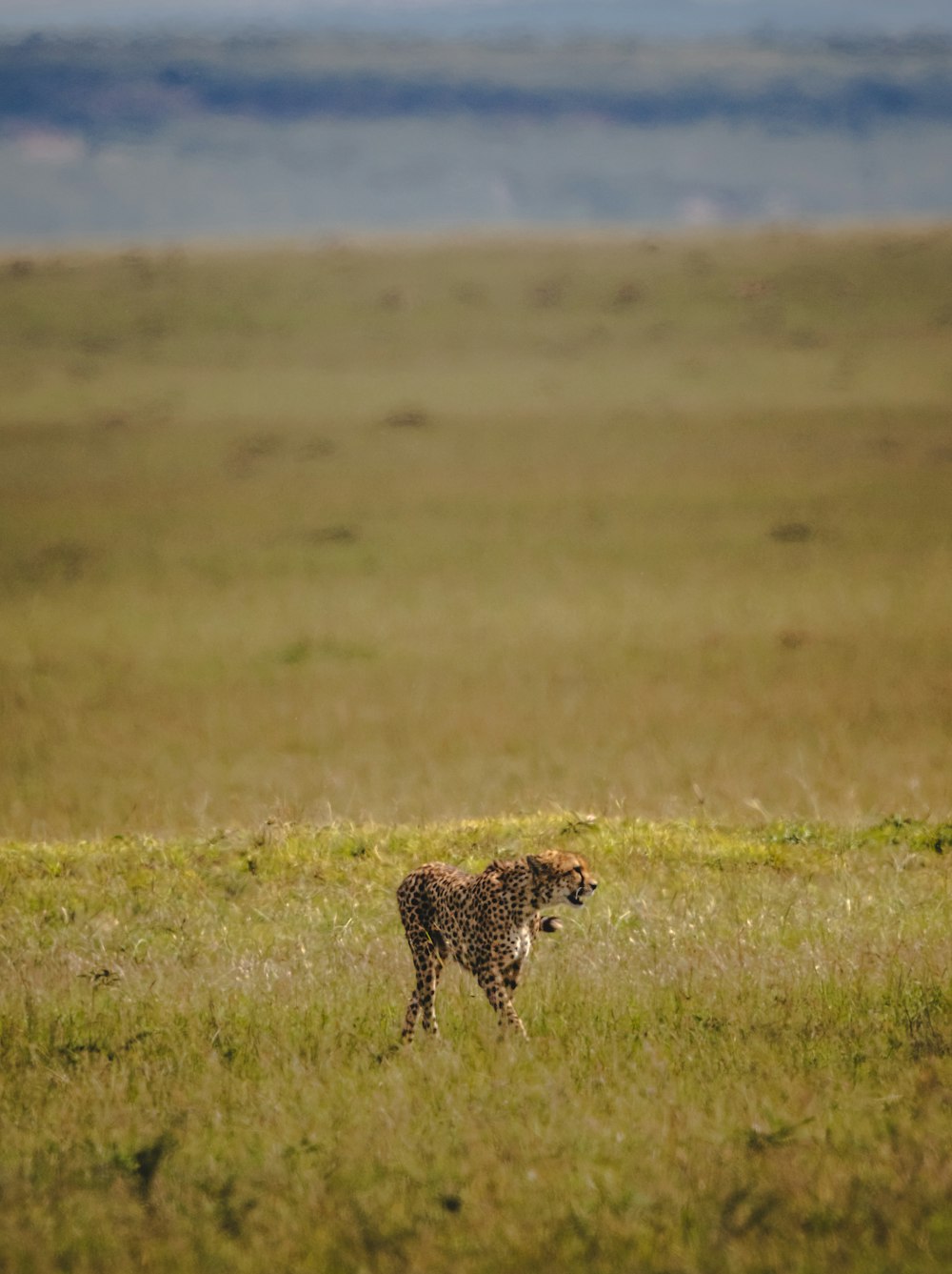 un guépard marchant dans une plaine herbeuse