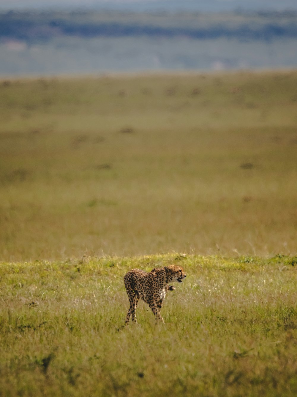 a cheetah walking through a grassy plain