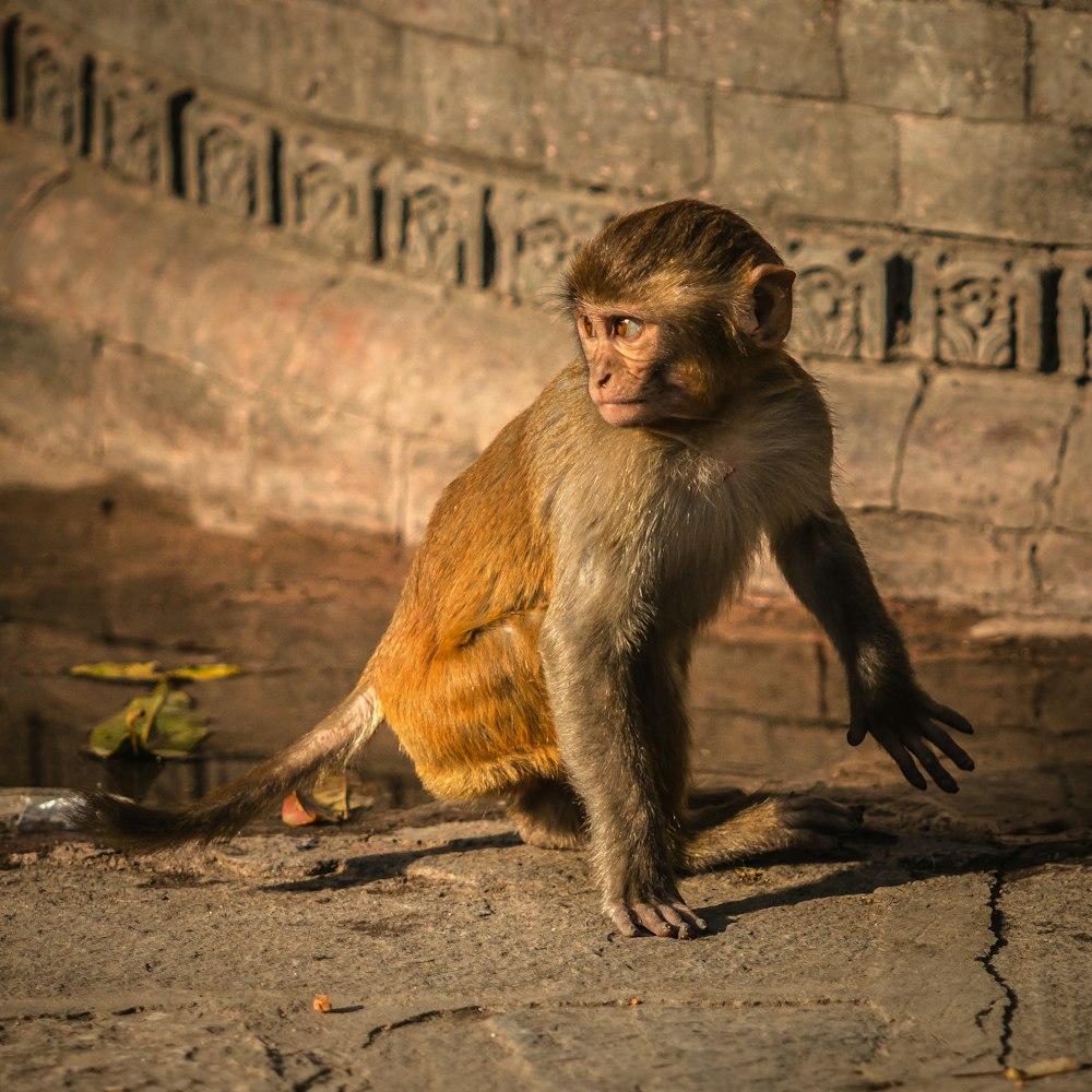 a monkey sitting on the ground in front of a stone wall