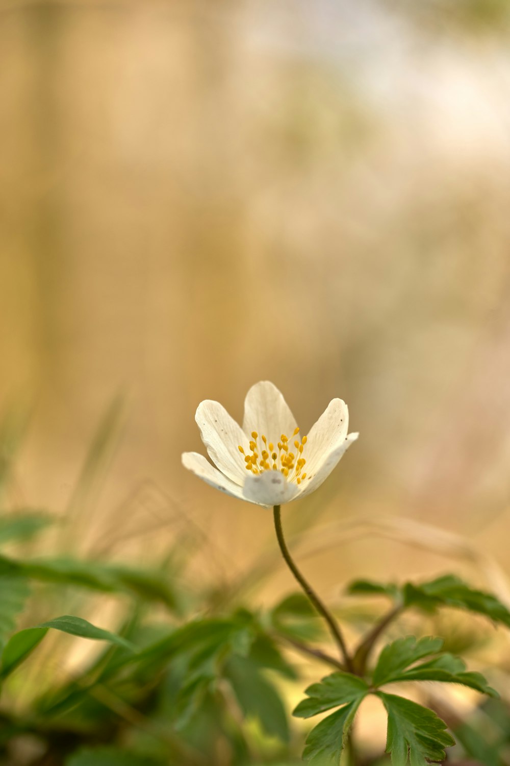 a small white flower with a yellow center