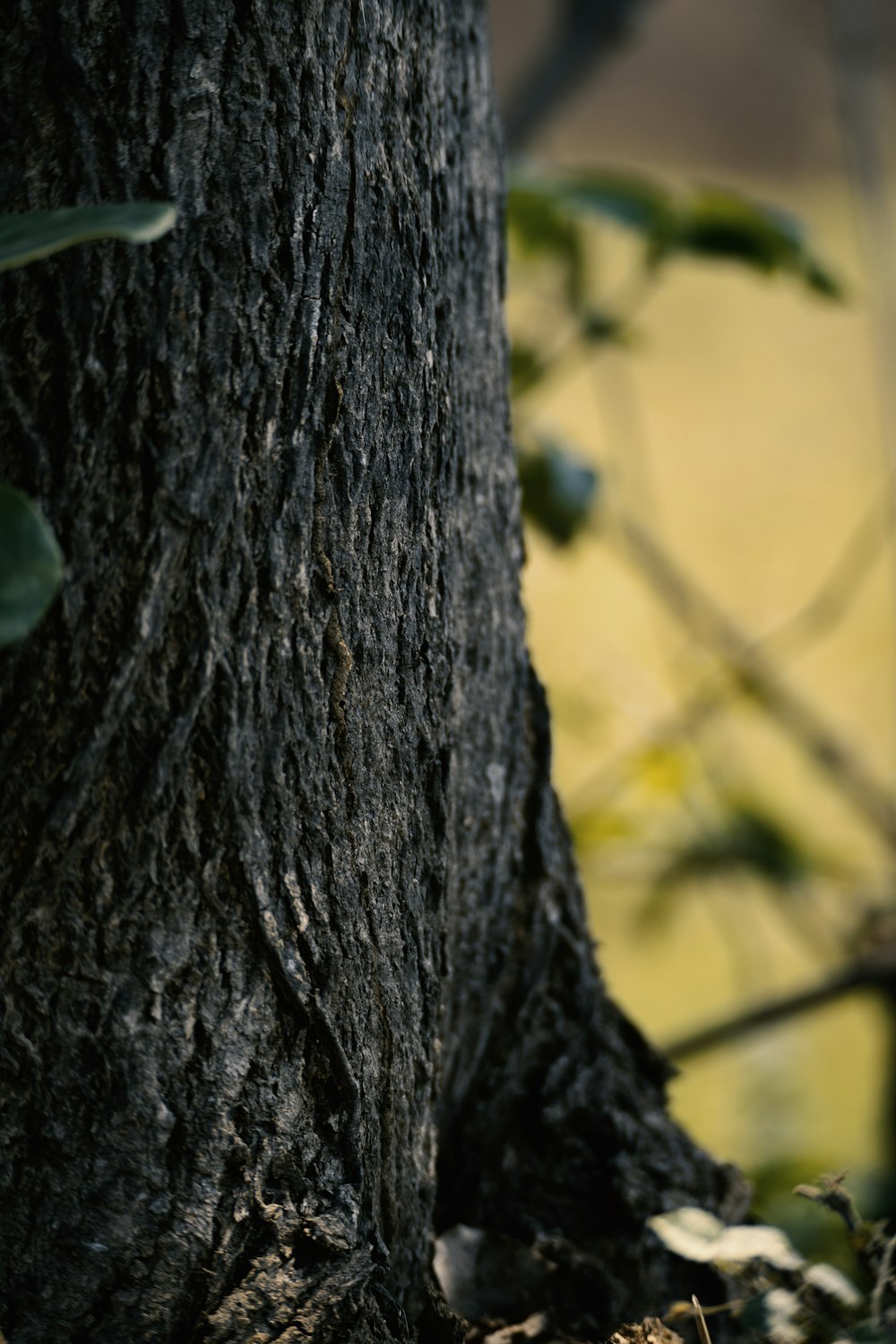 a bird is sitting on the ground next to a tree