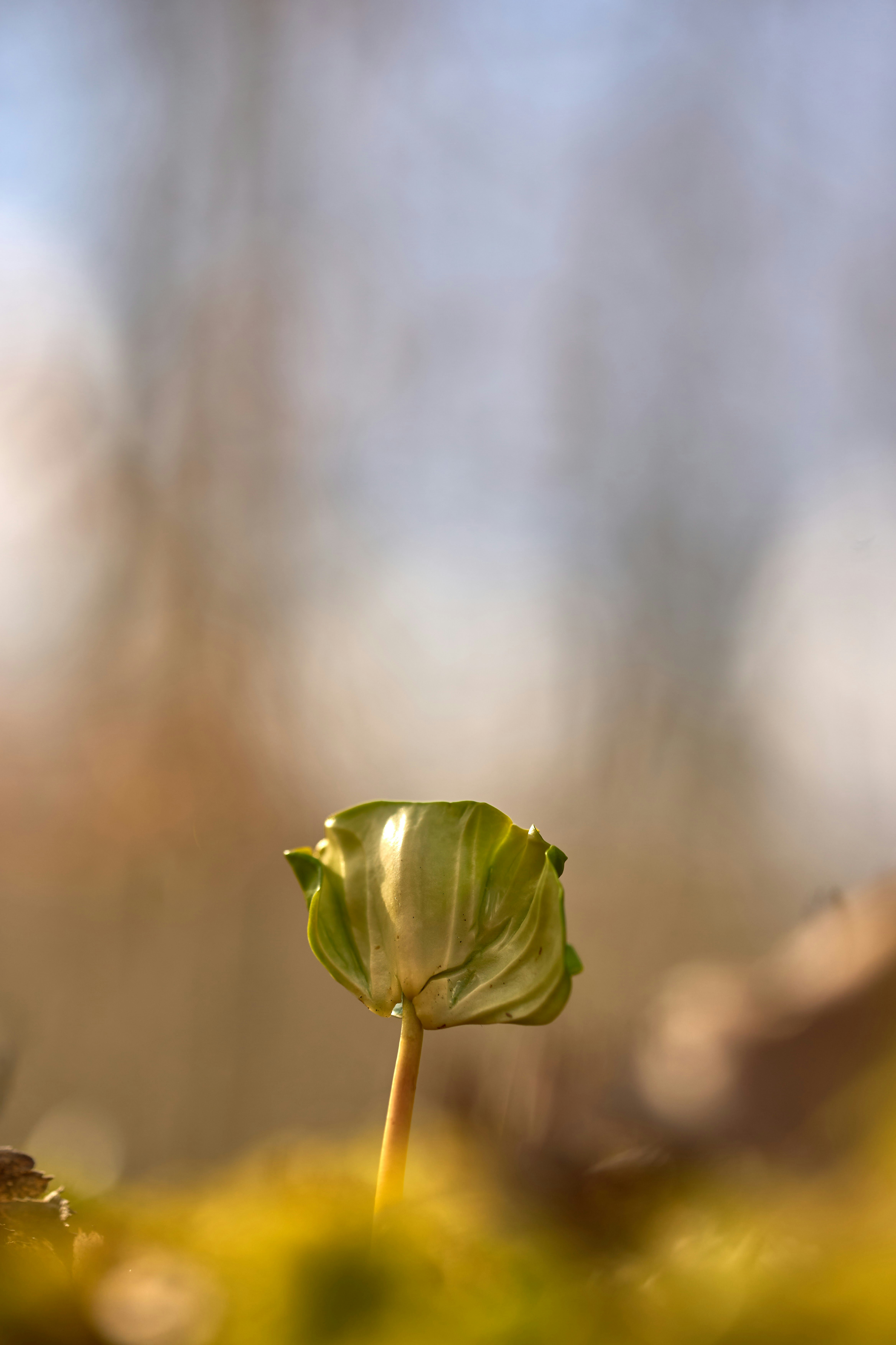 Photo by wolfgang_hasselmann