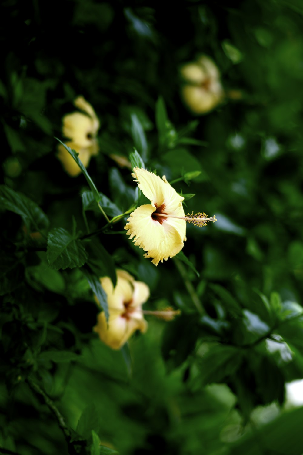 a close up of a yellow flower on a bush