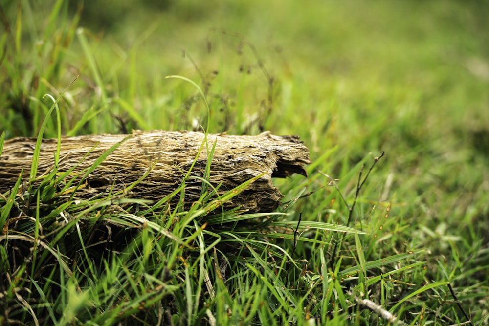 a piece of wood that is in the grass