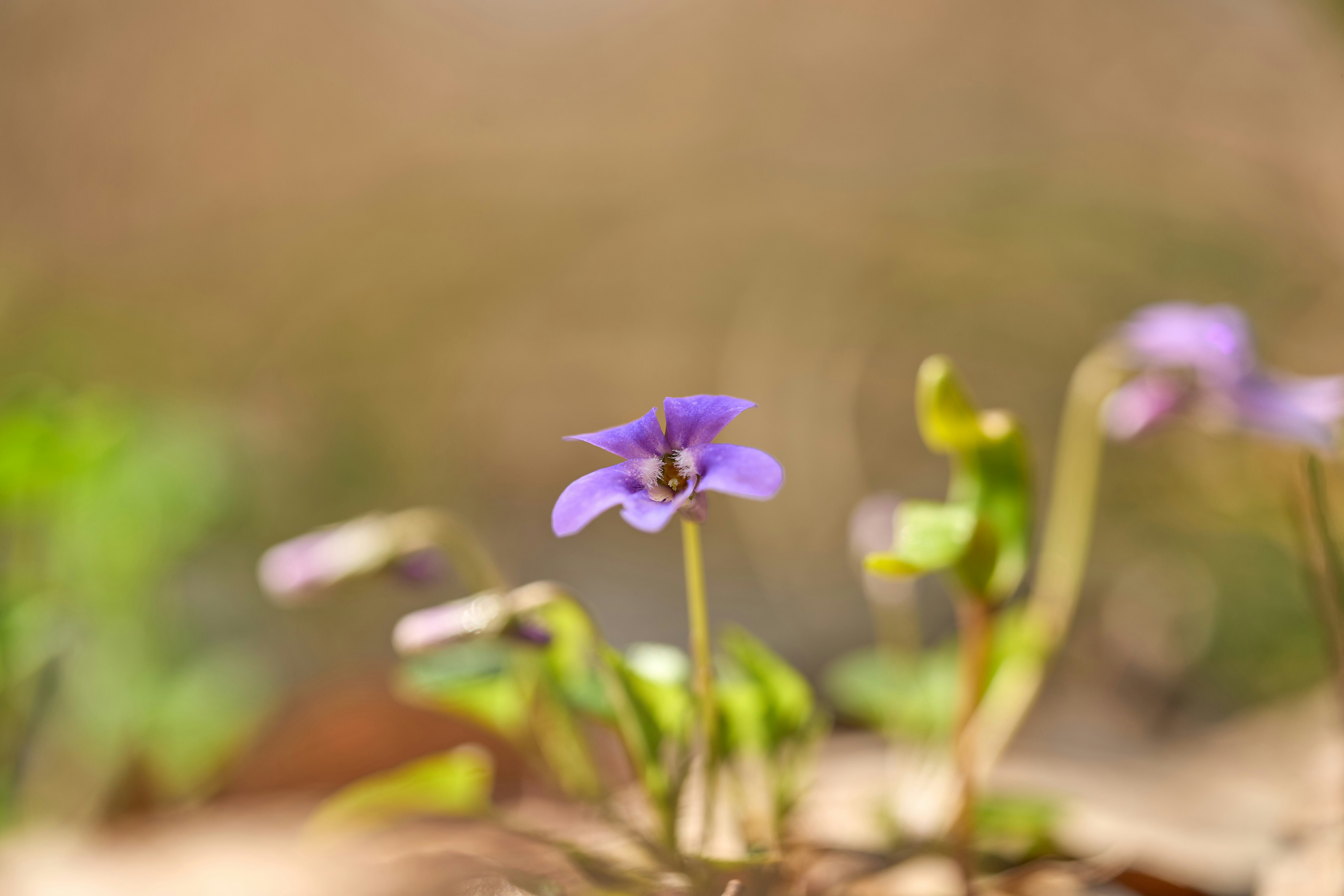 Photo by wolfgang_hasselmann