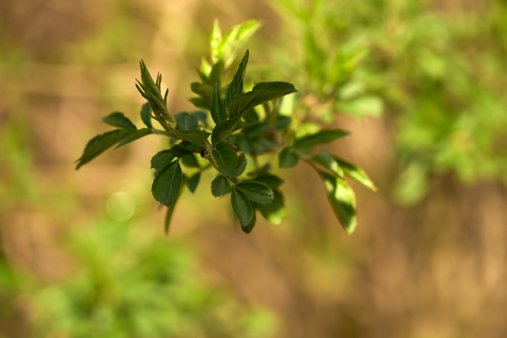 a close up of a green plant with lots of leaves