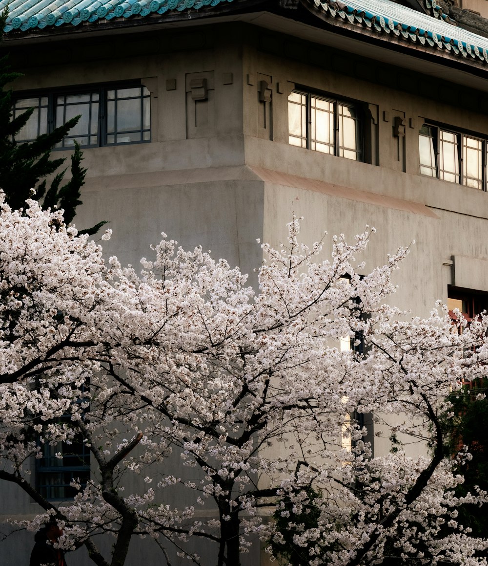 a tree with white flowers in front of a building