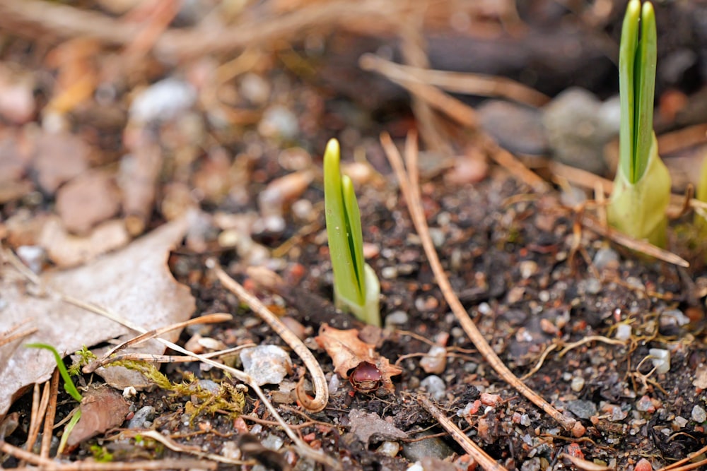 a couple of small green plants growing out of the ground