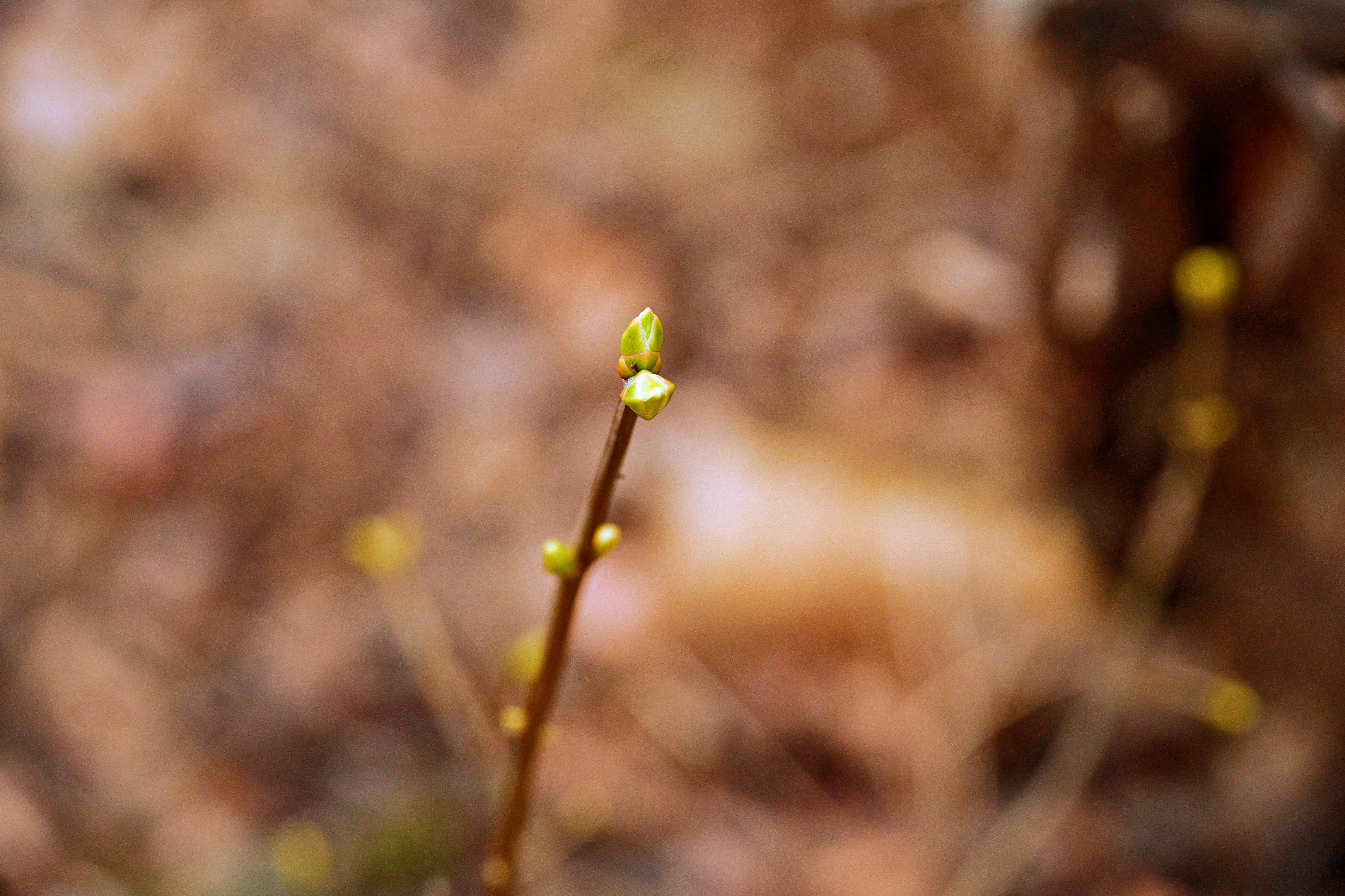 Un primer plano de una planta con un fondo borroso