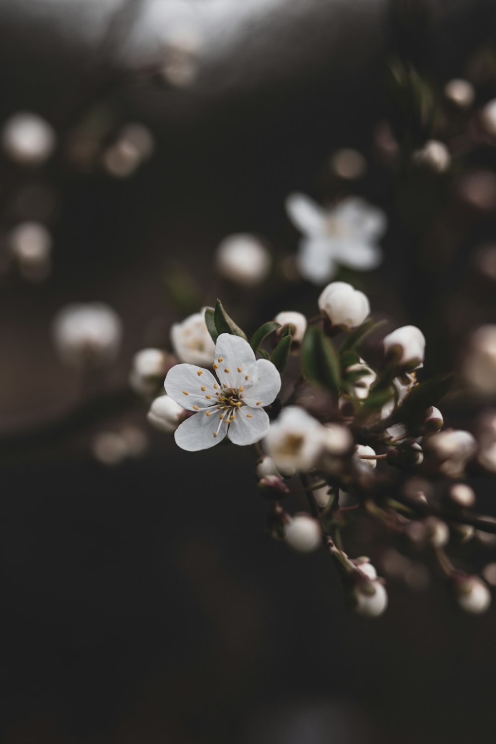 a close up of a white flower on a tree