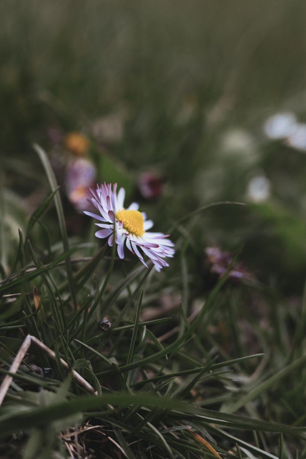 a close up of a flower in the grass